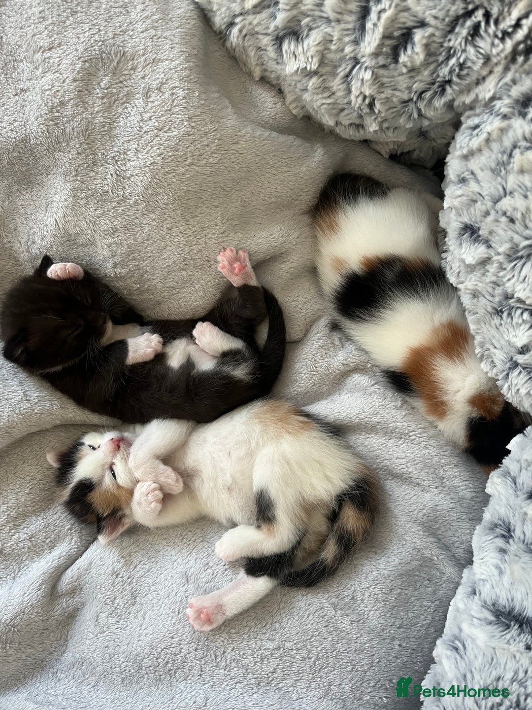 Mixed Breed cats for sale: Kittens for sale  - Image 1