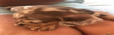 Miniature Dachshund Puppy 4