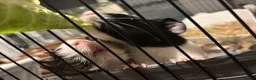 Guinea Pig rodents for sale: bonded guinea pigs for sale - Advert 18