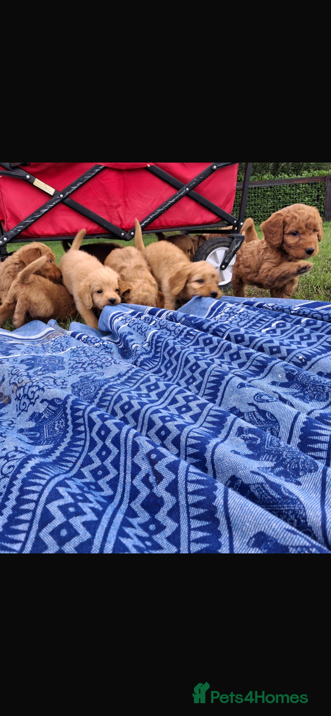 Mini Goldendoodle dogs for sale: F1 Goldendoodle puppies  - Image 26