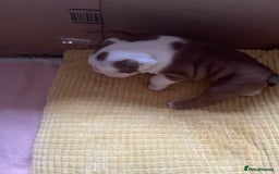 English Bulldog dogs for sale: 4 KC English Bulldog Puppies  - Image 7