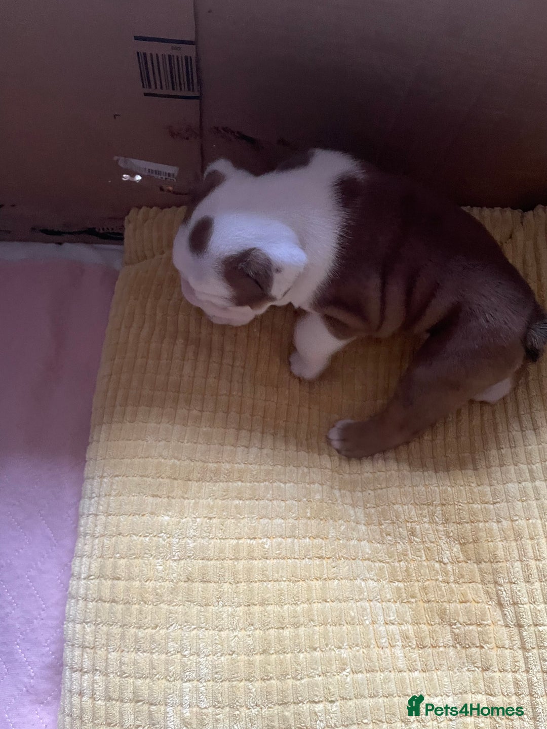 English Bulldog dogs for sale: 4 KC English Bulldog Puppies  - Image 7