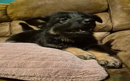 German Shepherd dogs for sale: Ready Now-KC, health Tested German Shepherd Pups - Image 7