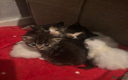 Turkish Angora cats for sale: Friendly, Cute & Cuddly Kittens – Ready 10/12  - Advert 19