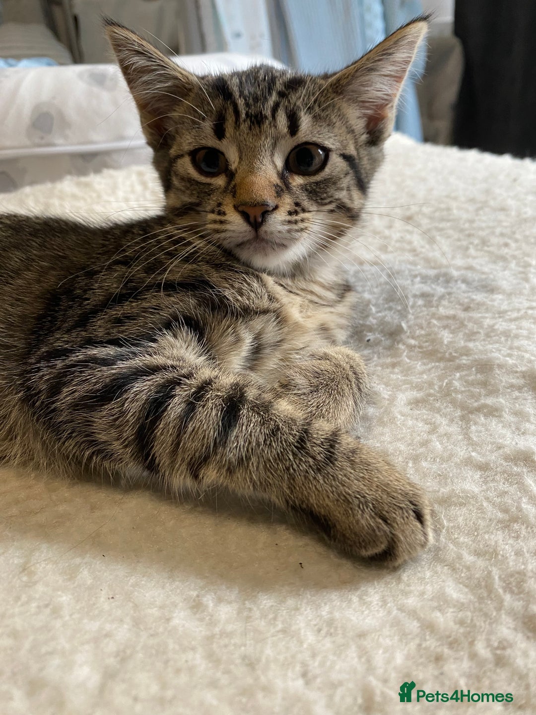 Mixed Breed cats for sale: READY NOW gorgeous brown tabby female kittens   in Ware - Image 2
