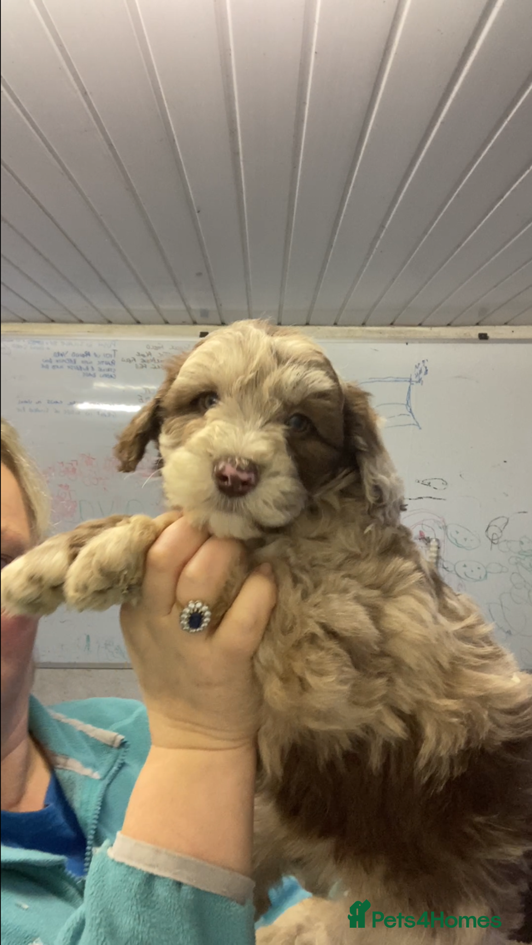 Mixed Breed dogs for sale: Bearded Collie cross Miniature Poodle Puppies - Image 5