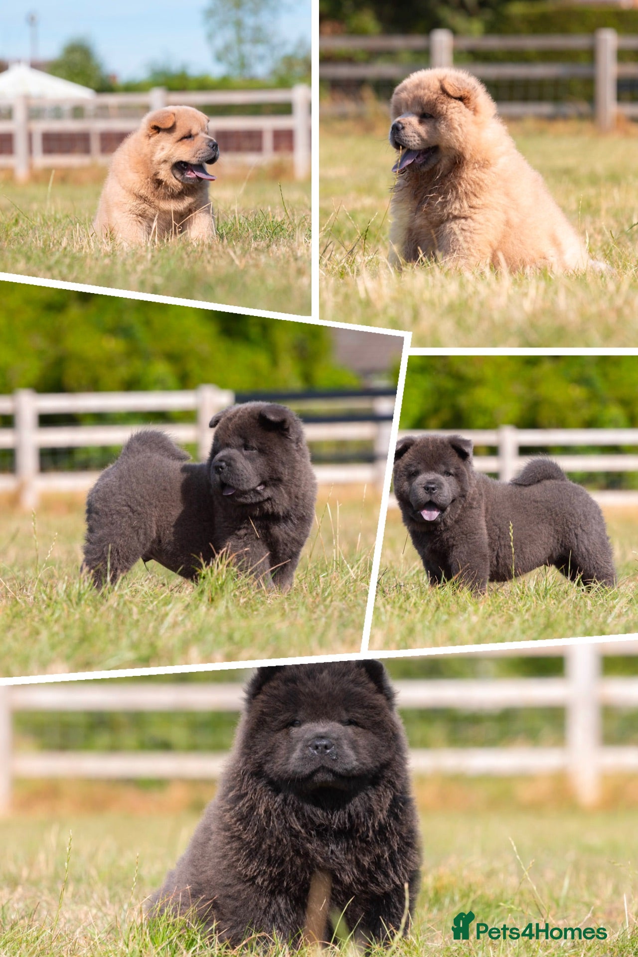 Chow Chow dogs Stunning smooth and fluffy ChowChow puppies  - Advert 3