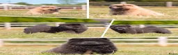 Chow Chow dogs for sale: Stunning smooth and fluffy ChowChow puppies  - Advert 1