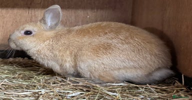 Netherland Dwarf rabbits - Advert 11