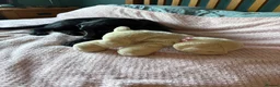 Labrador Retriever dogs for sale: 2 black female Labradors - Advert 8