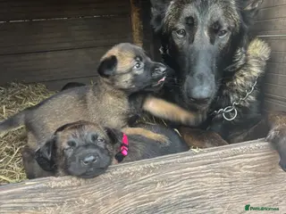 Belgian Shepherd Dog dogs True to type Belgian Malinois Pups - Advert 1