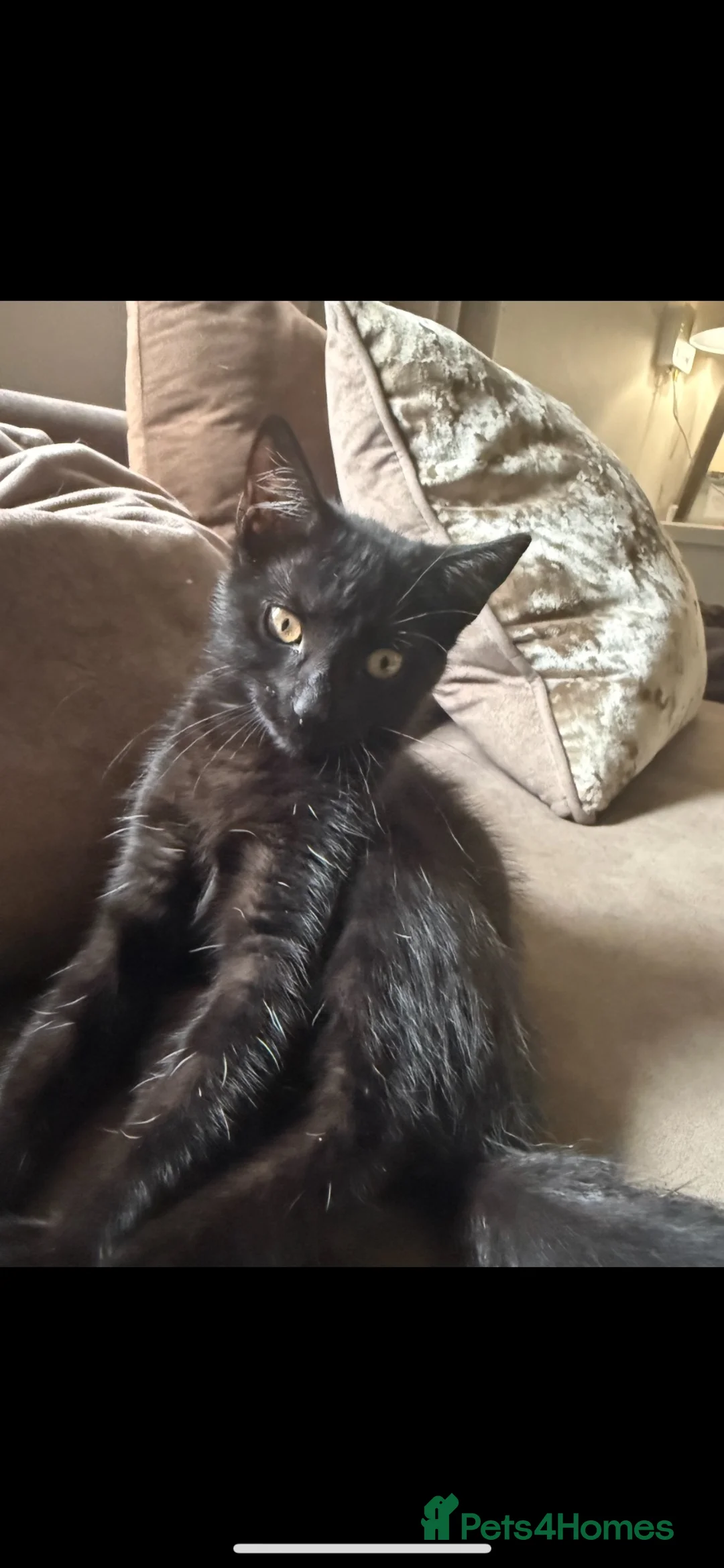 Mixed Breed cats for sale: six beautiful black kittens - Advert 2