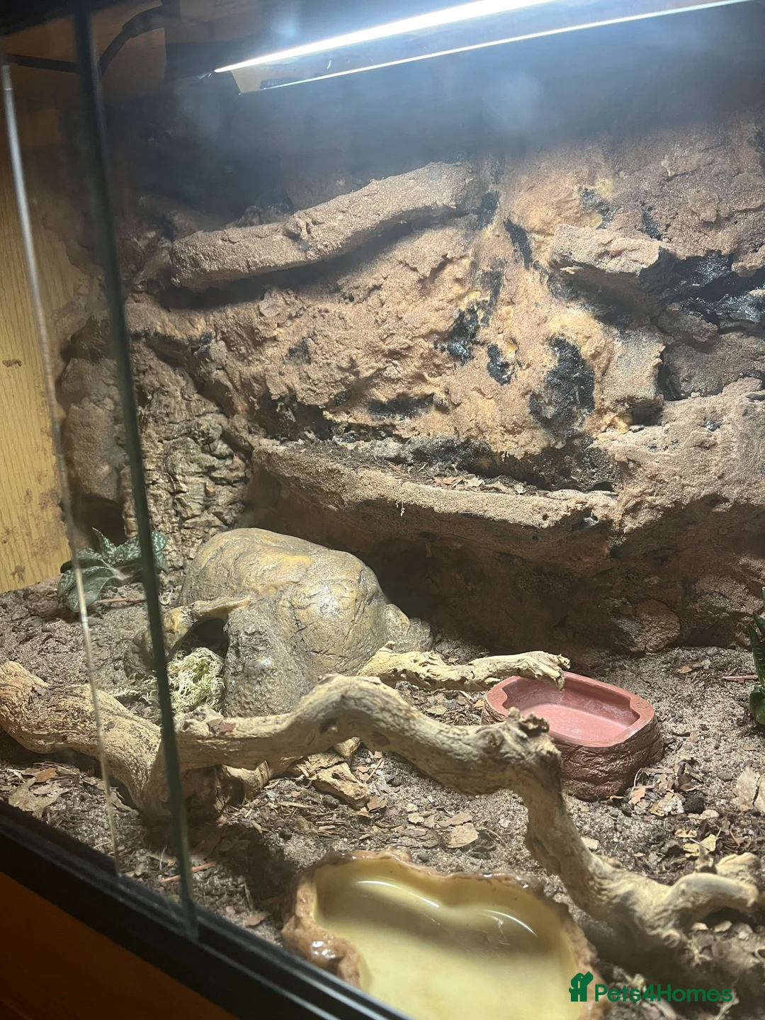 Leopard Gecko reptiles for sale: Leopard Gecko and Full set up  in Bath - Advert 6