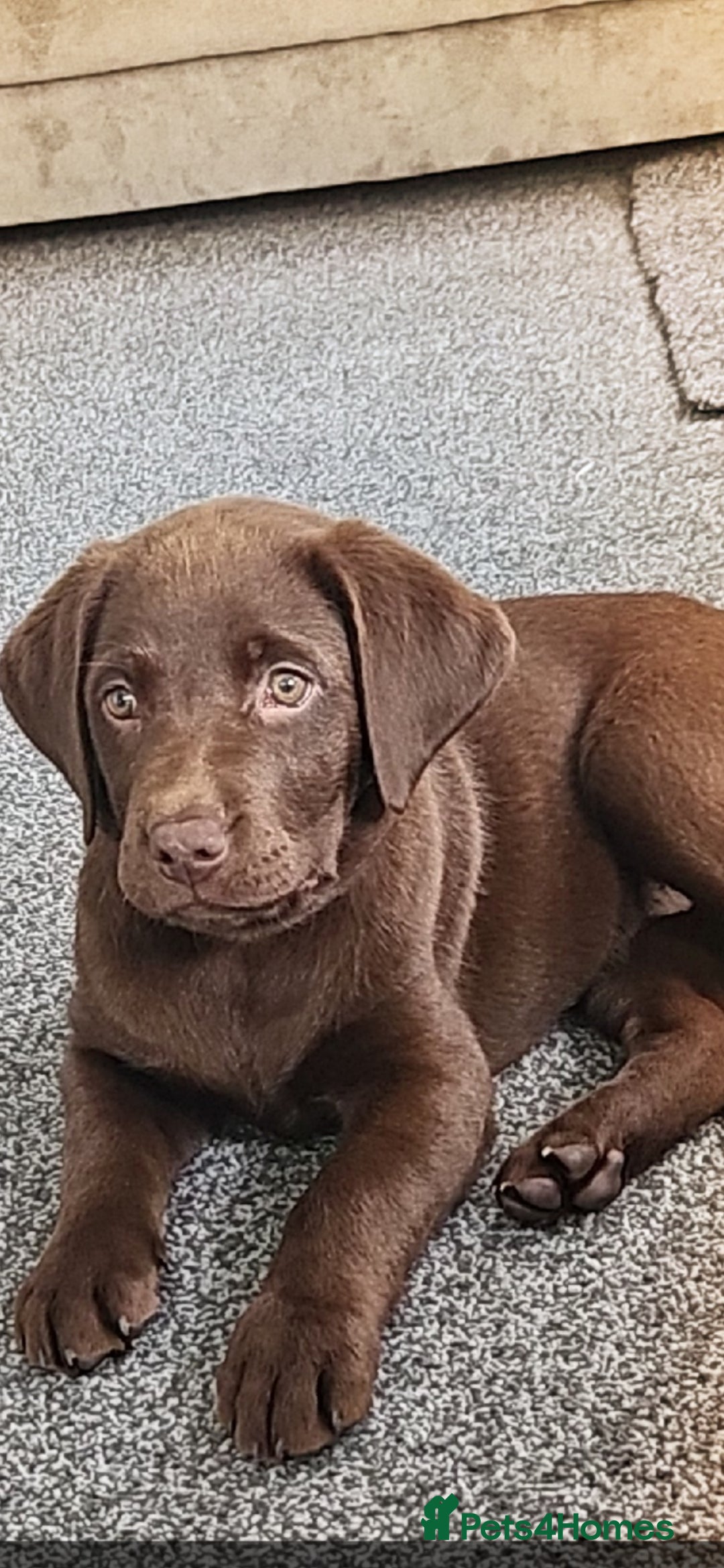 Labrador Retriever dogs for sale: Choc/silver labrador retriever pup F - Image 7