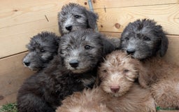 Bedlington Terrier dogs for sale: Bedlington terriers - working stock - Image 10