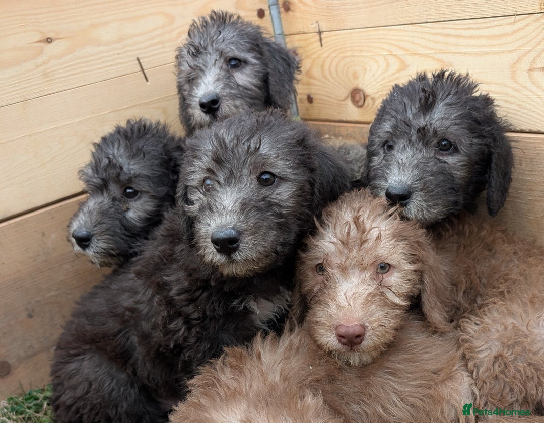 Bedlington Terrier dogs for sale: Bedlington terriers - working stock - Image 10