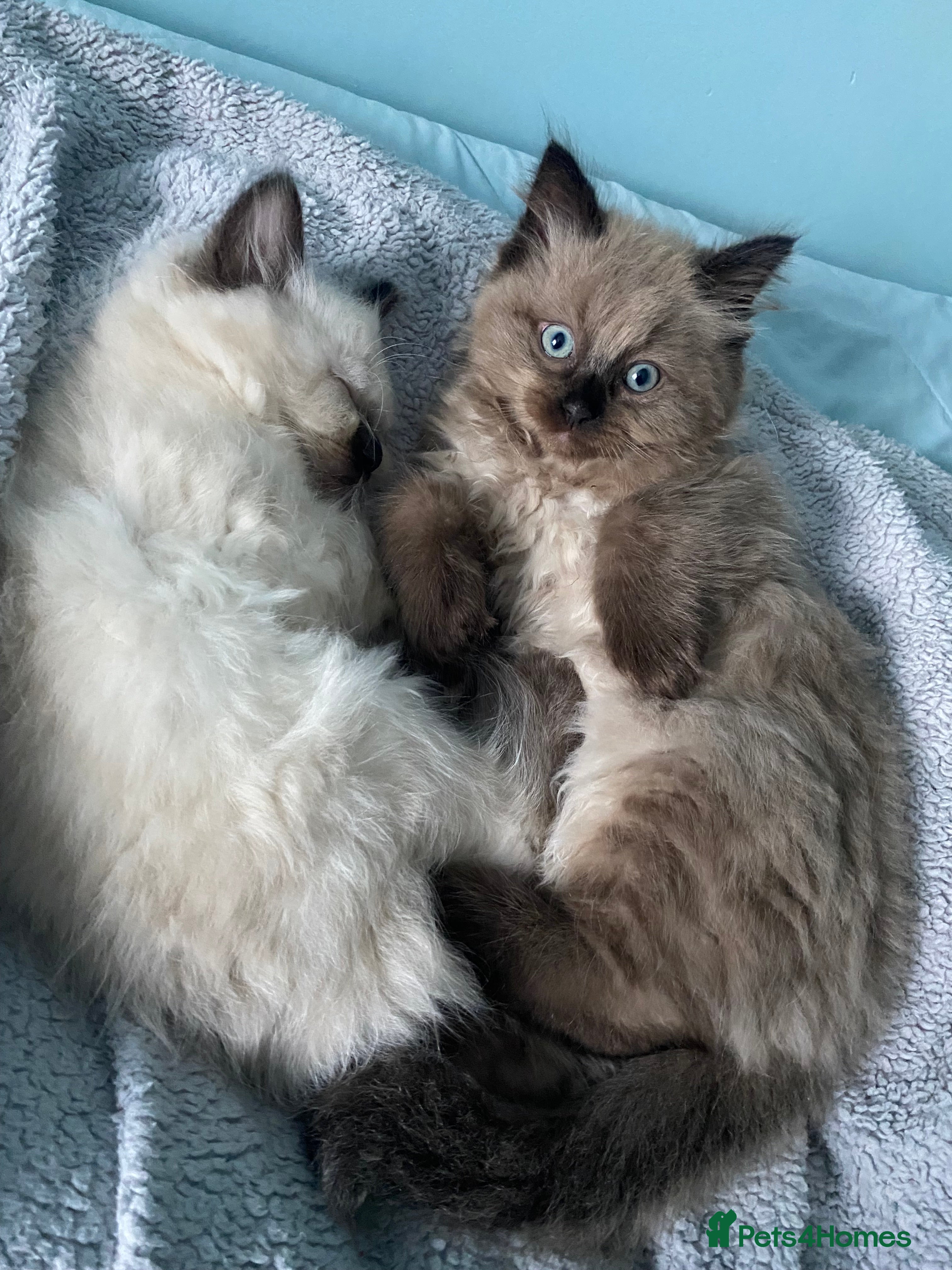 Ragdoll cats Ragdoll kittens male and female  - Advert 1