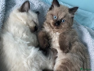 Ragdoll cats Ragdoll kittens male and female - Advert 4