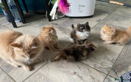 Mixed Breed cats for sale: 🎃 Cute Fluffy Kittens – Persian x BSH Mix - Image 7