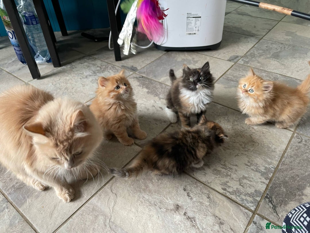 Mixed Breed cats for sale: 🎃 Cute Fluffy Kittens – Persian x BSH Mix - Image 7