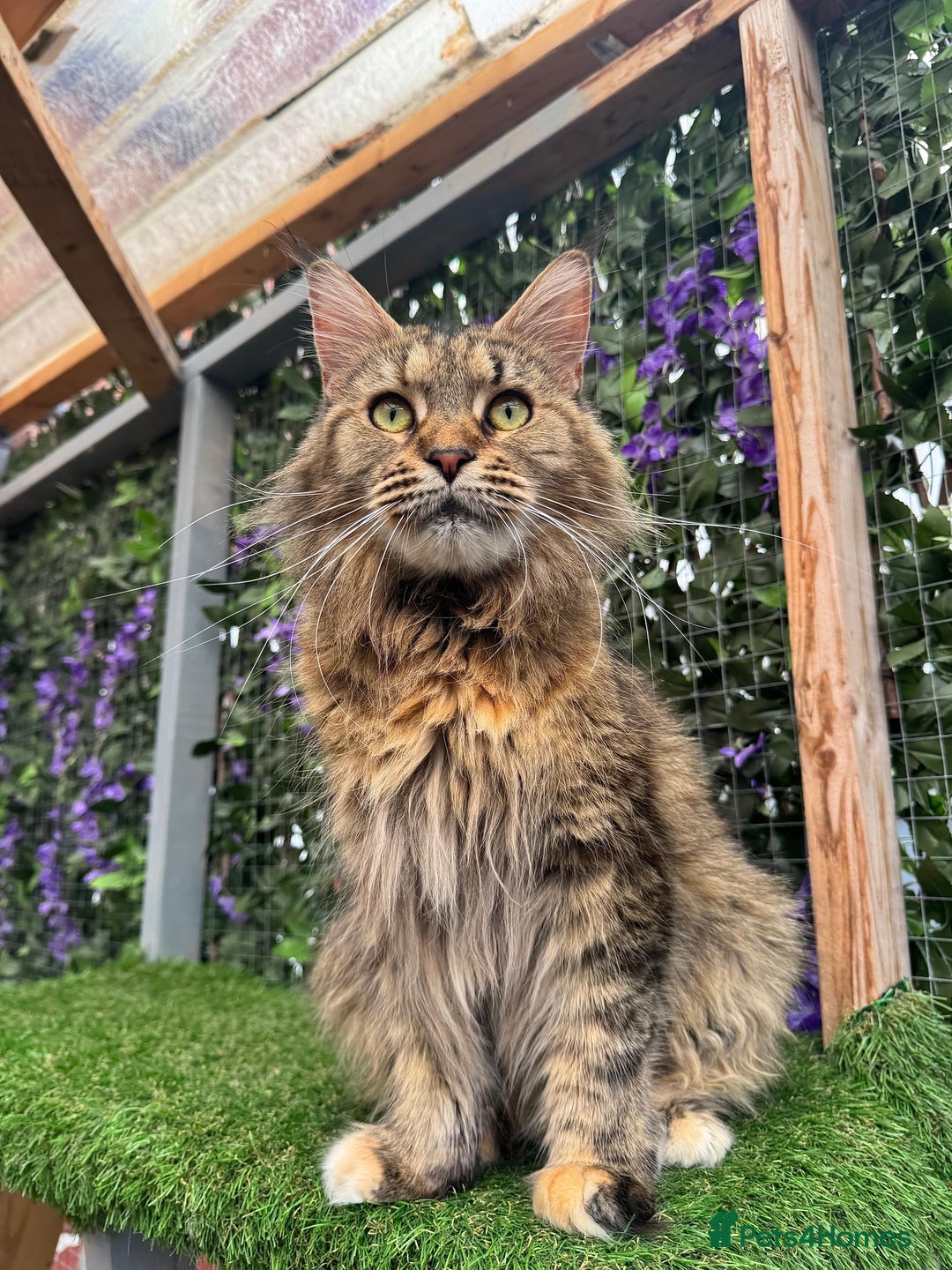 Maine Coon cats for sale: Maine Coon Kittens 🏆 20+ gen 🧬 pedigree 🎄🎄🎄 - Advert 36