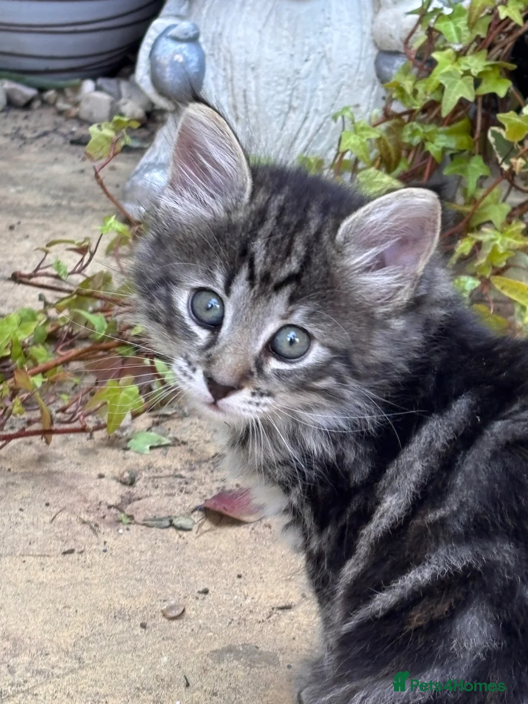 Mixed Breed cats for sale: 6 beautiful kittens. Excellent colours - Advert 2