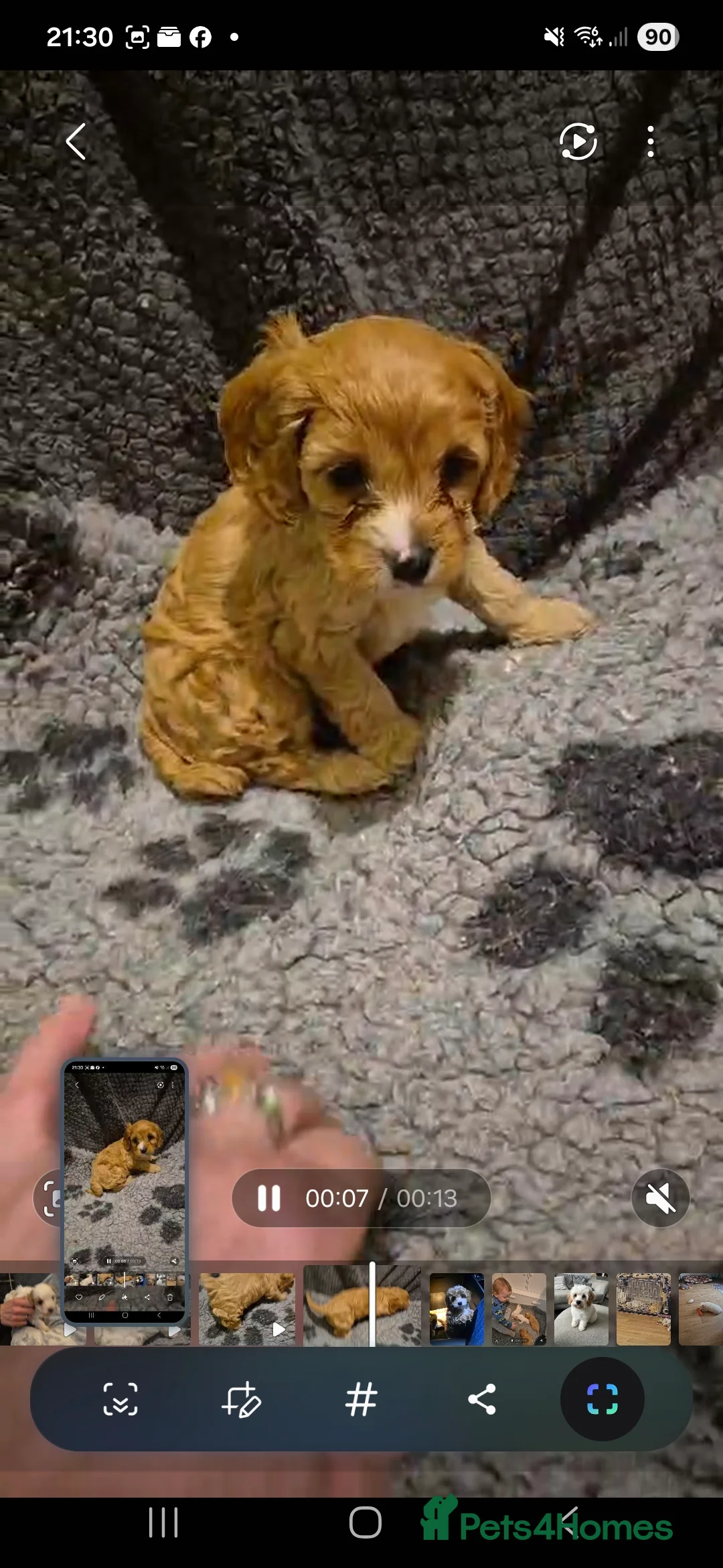 Cavapoo dogs for sale: Stunning Toy Cavapoo pups DNA Health tested CLEAR - Advert 10