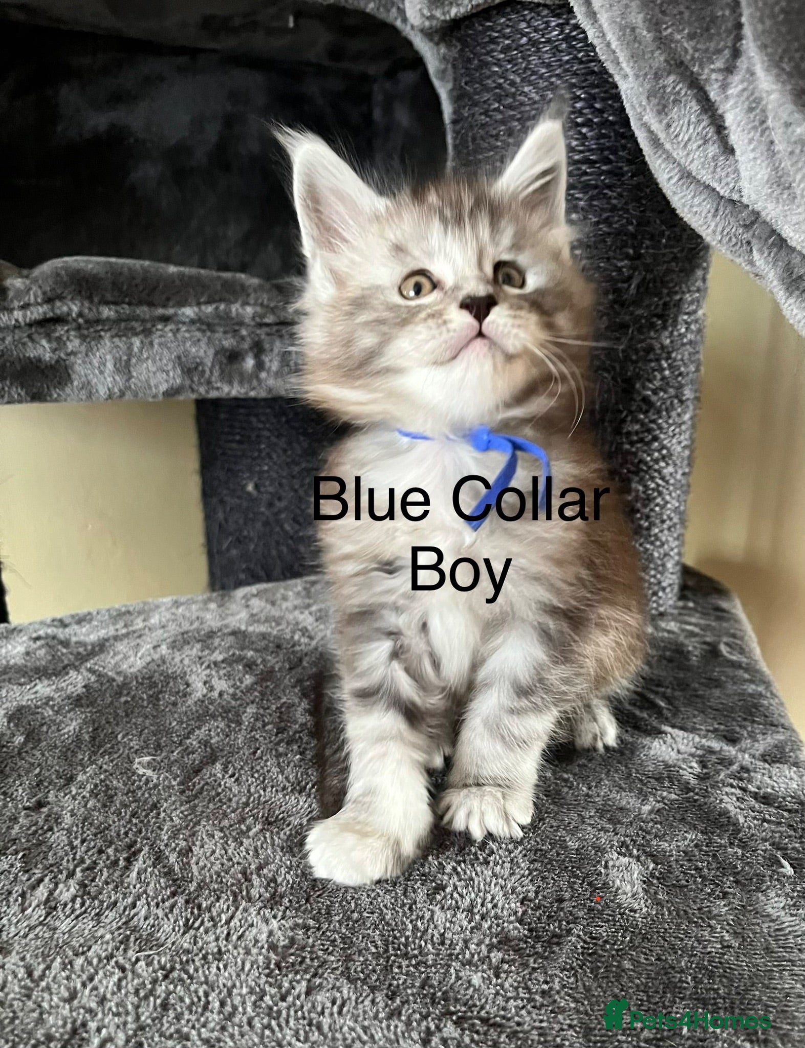 Maine Coon cats Pure Breed Maine Coon Kittens - Advert 18