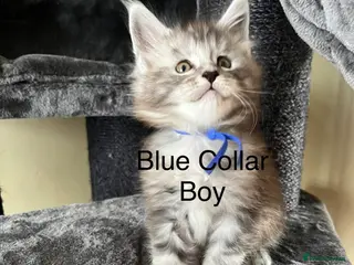 Maine Coon cats Pure Breed Maine Coon Kittens - Advert 18