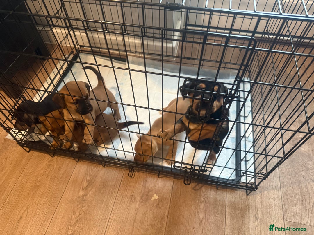 Mixed Breed dogs for sale: Rottweiler cross saluki puppies  - Image 3