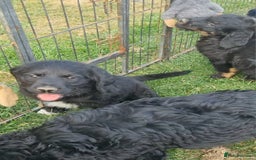 Mixed Breed dogs for sale: GORGEOUS ROTTLE PUPPIES - Image 8
