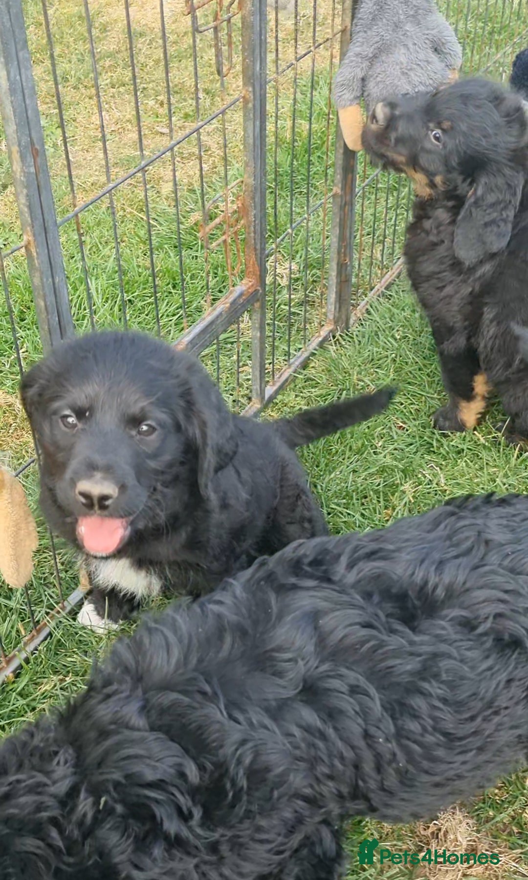 Mixed Breed dogs for sale: GORGEOUS ROTTLE PUPPIES - Image 8