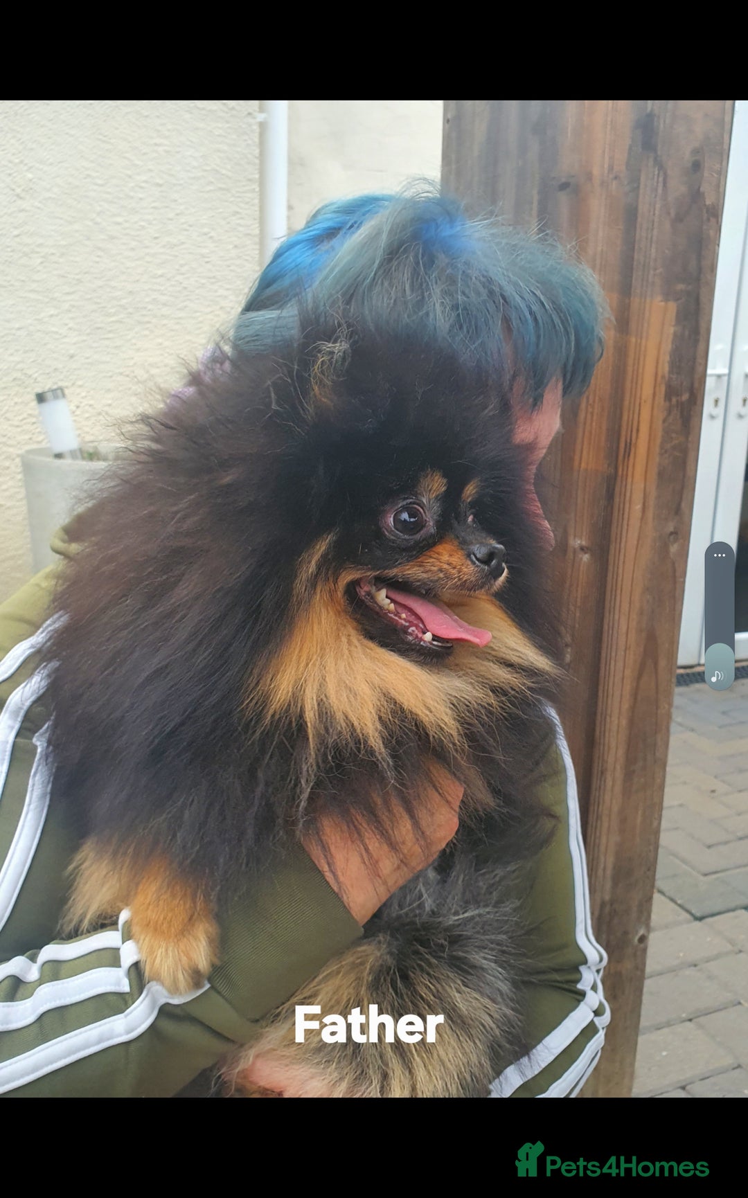 Pomeranian dogs for sale: 🐶 Sweet Black Pom Puppies, Ideal Family Friends - Advert 3