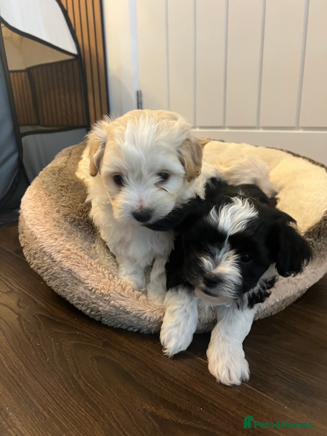 Mixed Breed dogs for sale: Havapoo/Chorkie mix - Advert 6