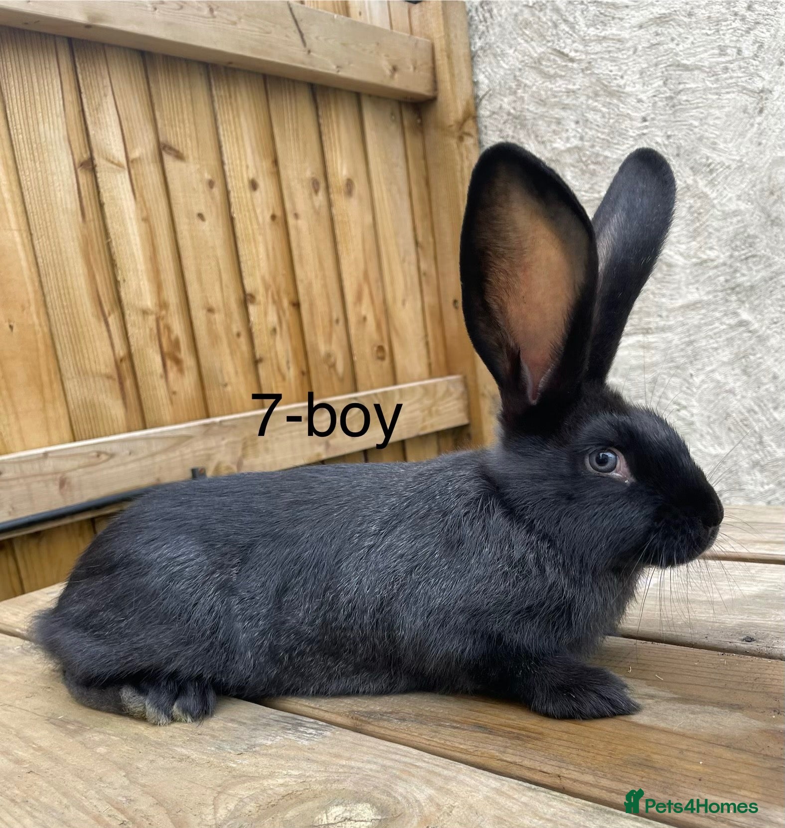 Continental Giant rabbits Beautiful pure bred continental giants - Advert 1