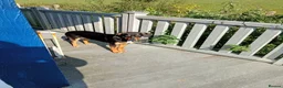 Mixed Breed dogs for sale: 6 month old female puppy  - Advert 5