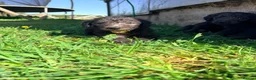 Mixed Breed dogs for sale: Bedlington whippets in Bishop Auckland - Advert 10