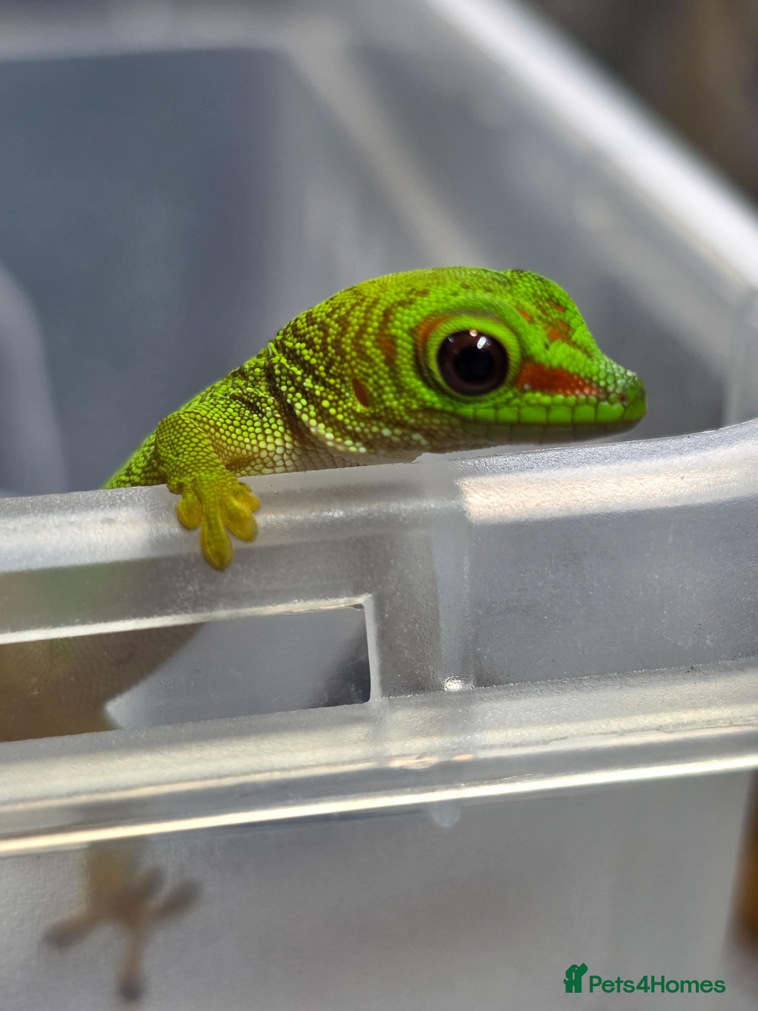 Gecko reptiles Baby giant madagascan day gecko - Advert 10