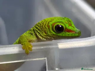 Gecko reptiles Baby giant madagascan day gecko - Advert 1