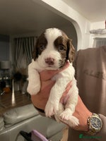 English Springer Spaniel dogs - Advert 7