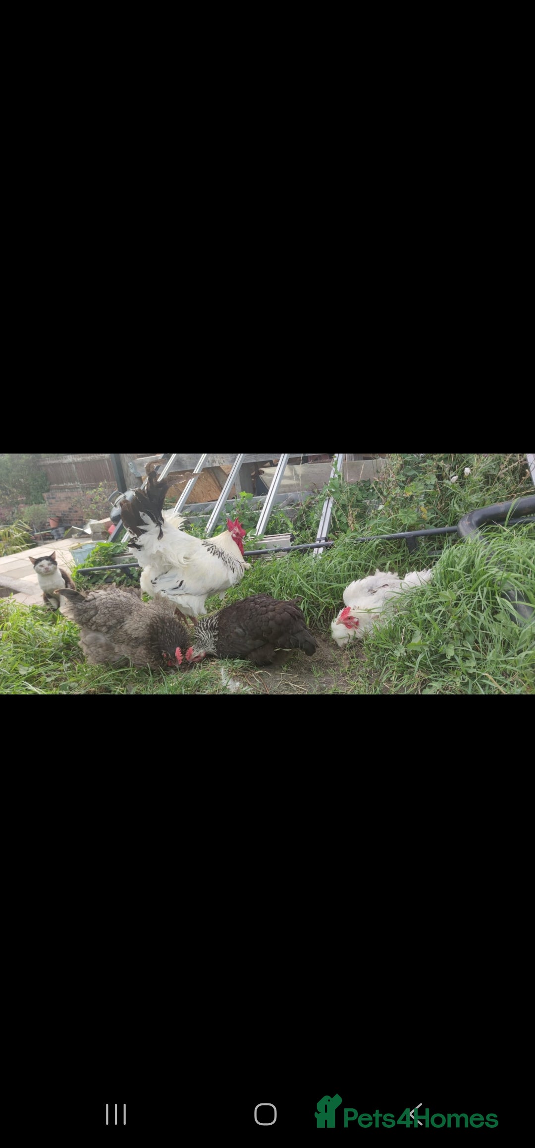 Chickens poultry for sale: Chickens and cockeral for sale - Image 5