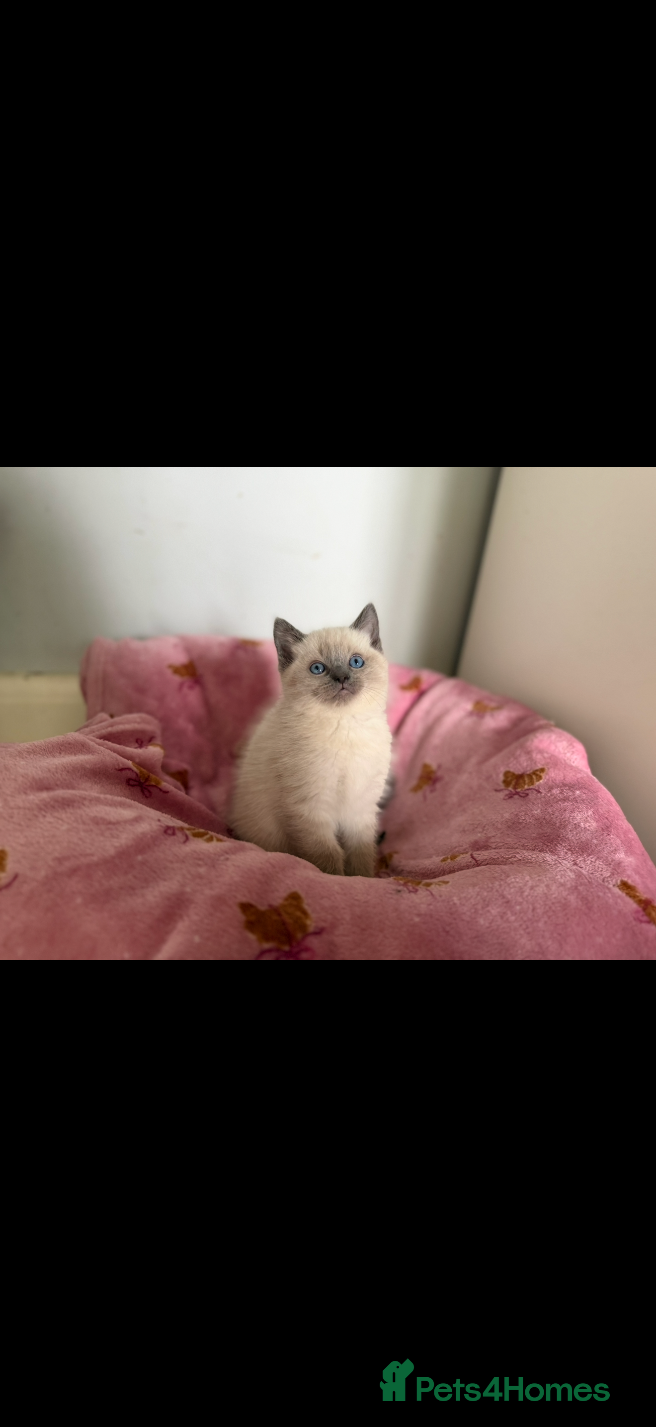 Ragdoll cats Stunning Ragdolls x Russian blue kittens  - Advert 18