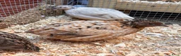 Quail poultry for sale: Male Japanese / Coturnix Quail - Advert 4