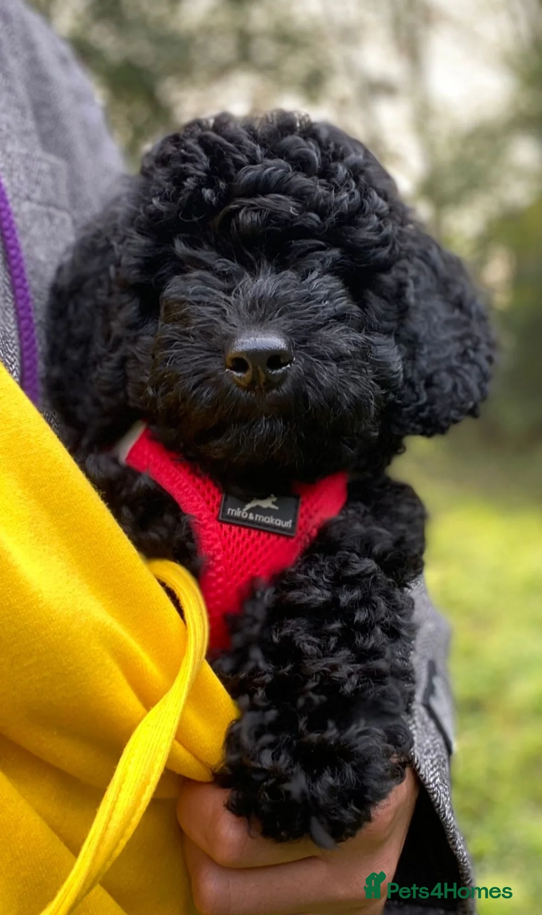 Toy Poodle dogs for stud: *KC Reg'd Toy Poodle Stud Dog*DNA Tested Clear* in Leyland - Advert 21