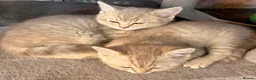 Scottish Fold cats for sale: Beautiful Scottish straights READY NOW  - Advert 26