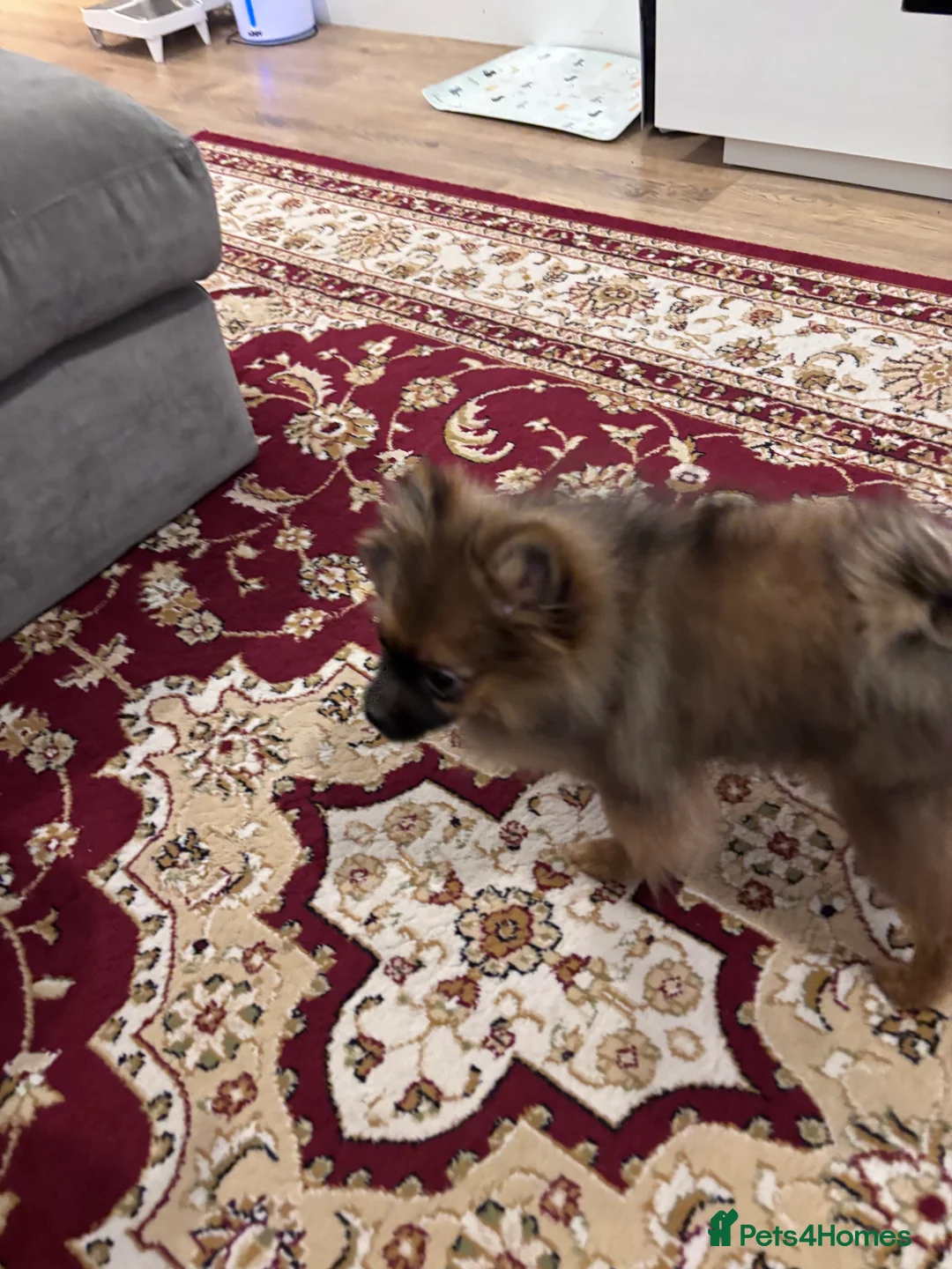 Pomeranian dogs for sale: 🐾 Stunning Male Pomeranian Puppy – £1,750 🐾 - Advert 6