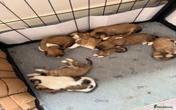Lhasa Apso dogs for sale: 6 beautiful Lhasa apsos  - Image 14