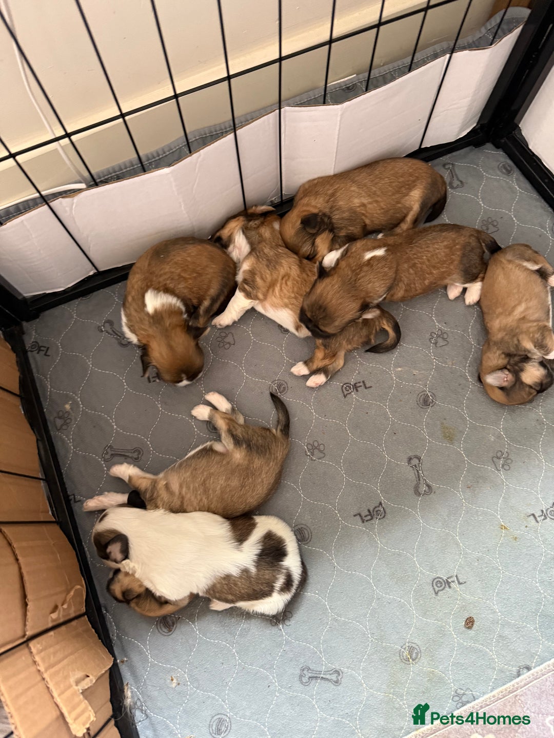 Lhasa Apso dogs for sale: 6 beautiful Lhasa apsos  - Image 14