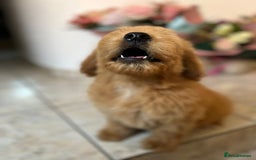 Goldendoodle dogs for sale: Goldendoodle Puppies–Ready for Their Forever Homes - Image 9