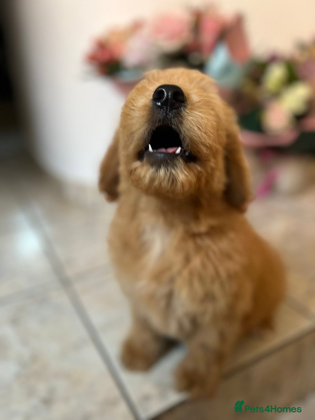 Goldendoodle dogs for sale: Goldendoodle Puppies–Ready for Their Forever Homes - Image 9